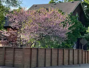 Shadowbox Fence