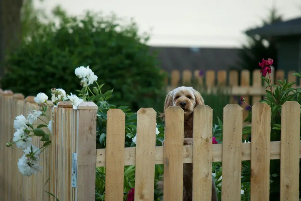 Wood Picket Fences